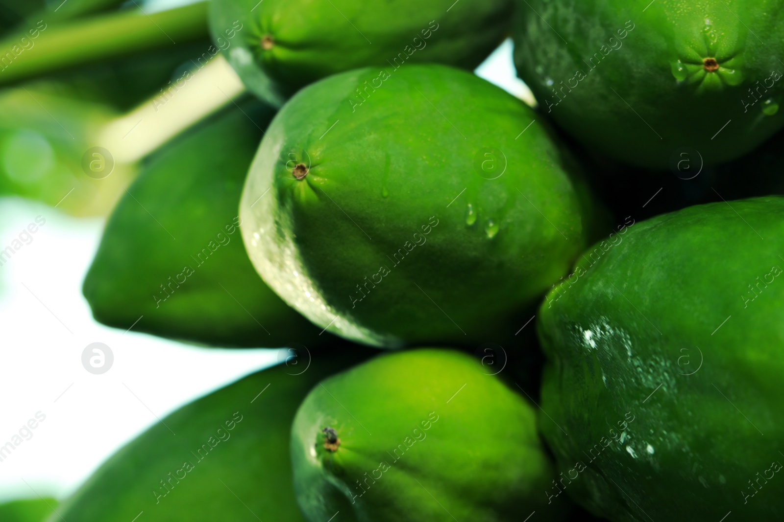 Photo of Unripe papaya fruits growing on tree outdoors, closeup view. Space for text