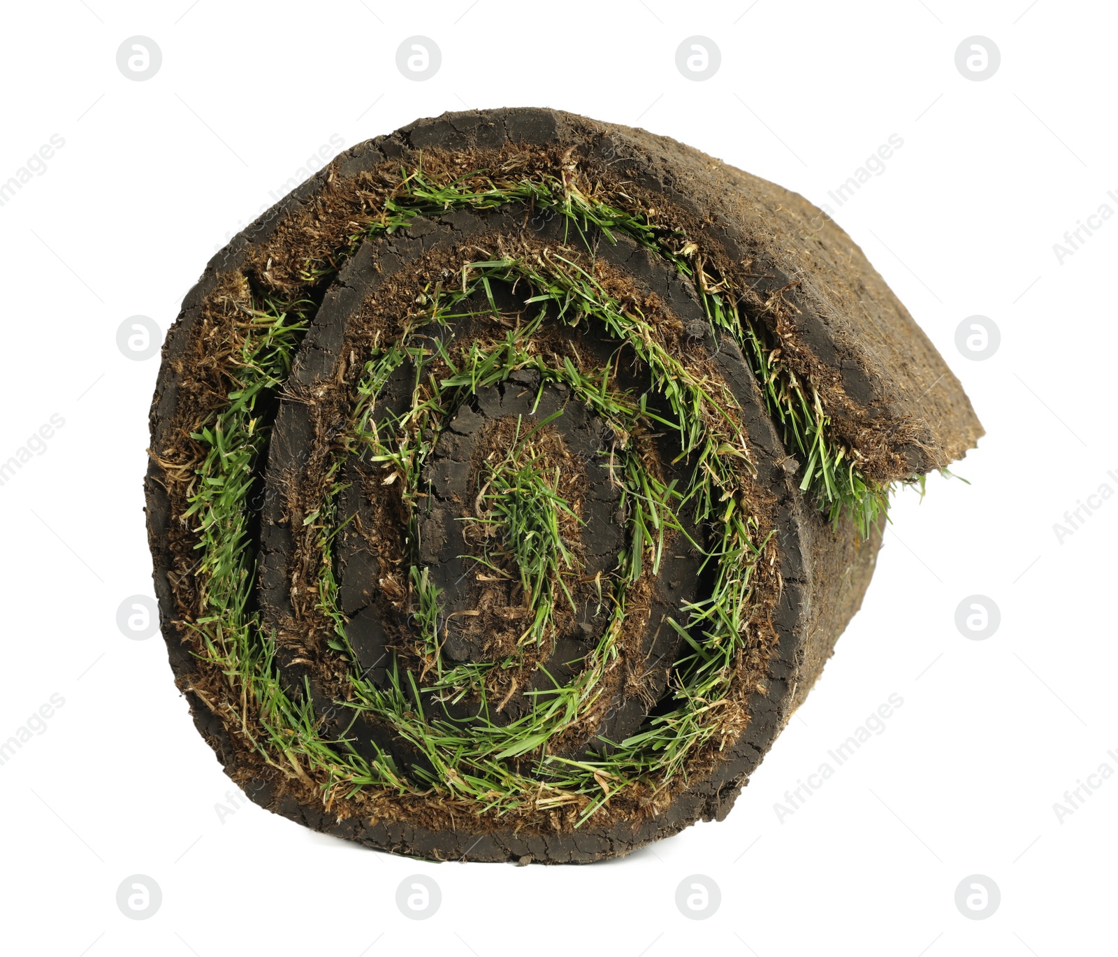 Photo of Rolled sod with grass on white background