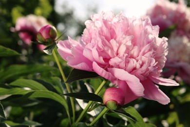 Photo of Wonderful fragrant pink peonies in garden, closeup