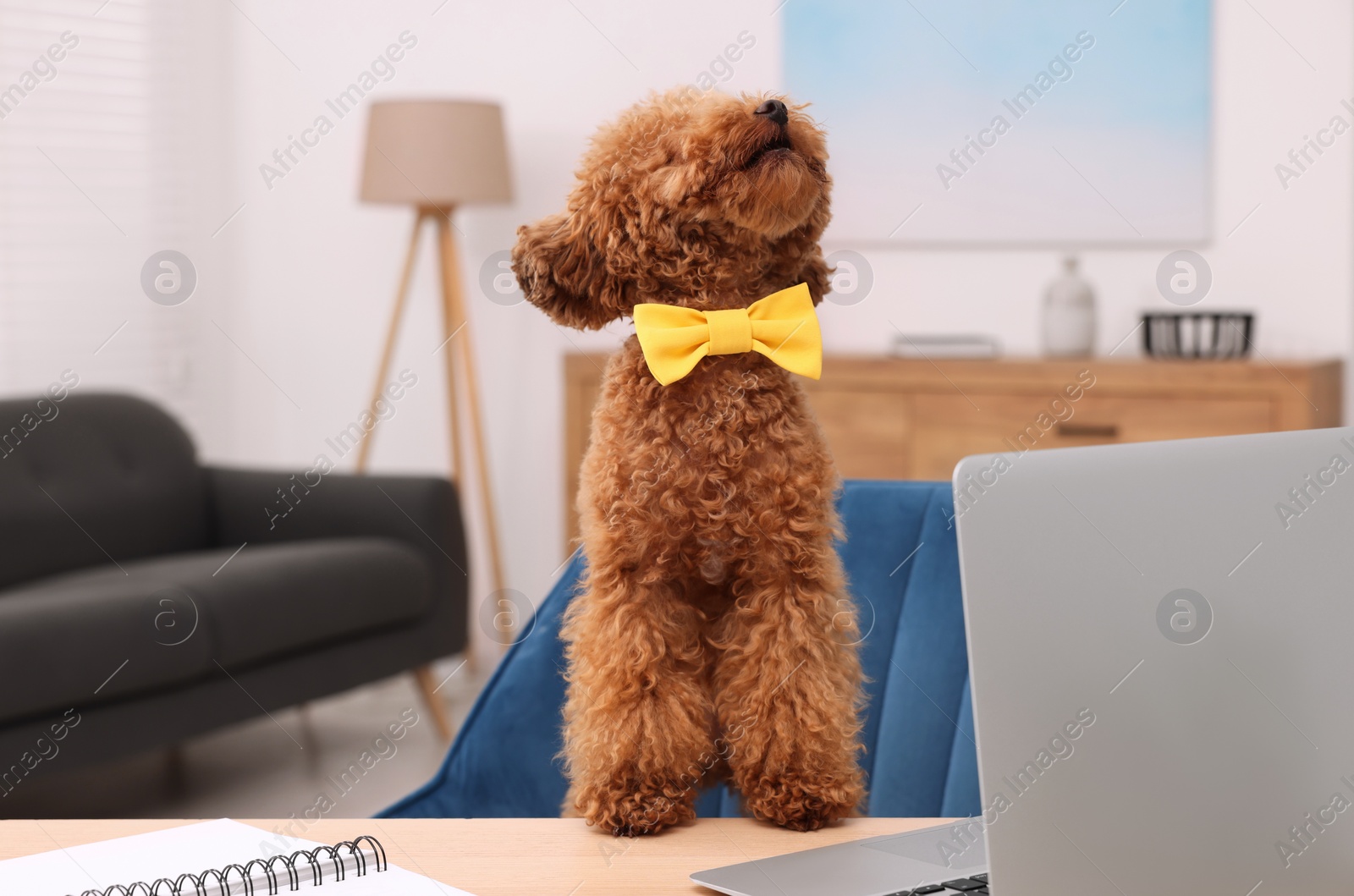 Photo of Cute Maltipoo dog wearing yellow bow tie at desk with laptop in room. Lovely pet