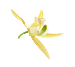 Photo of Yellow vanilla orchid flower isolated on white