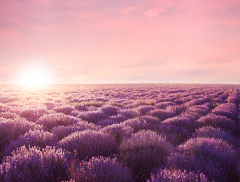 Image of Beautiful blooming lavender in field on summer day at sunset