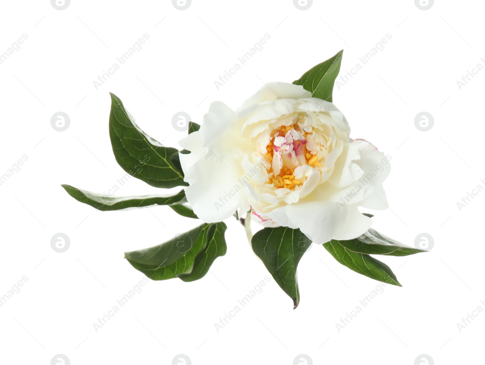 Photo of Beautiful fragrant peony flower isolated on white