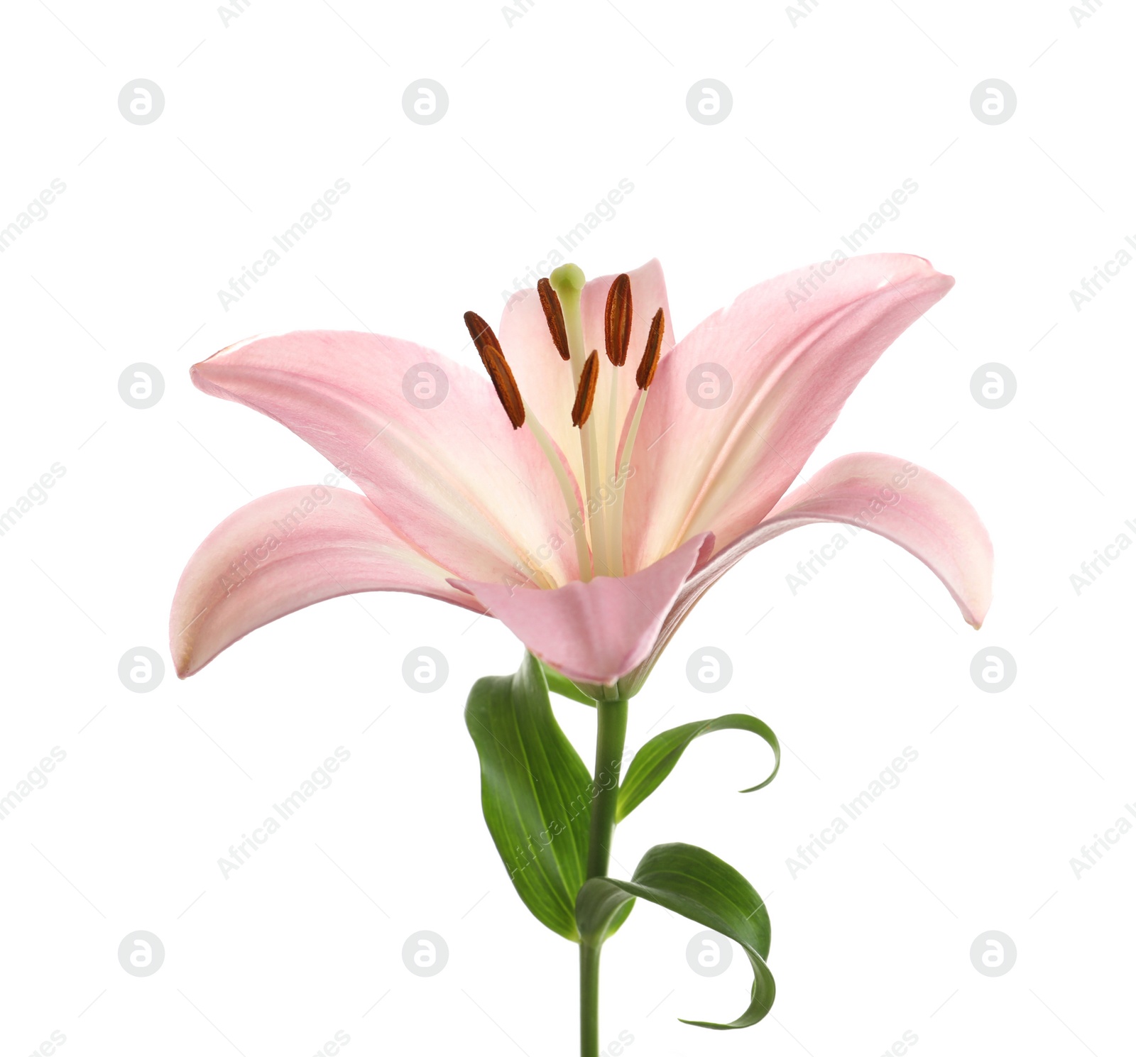 Photo of Beautiful blooming lily flower on white background