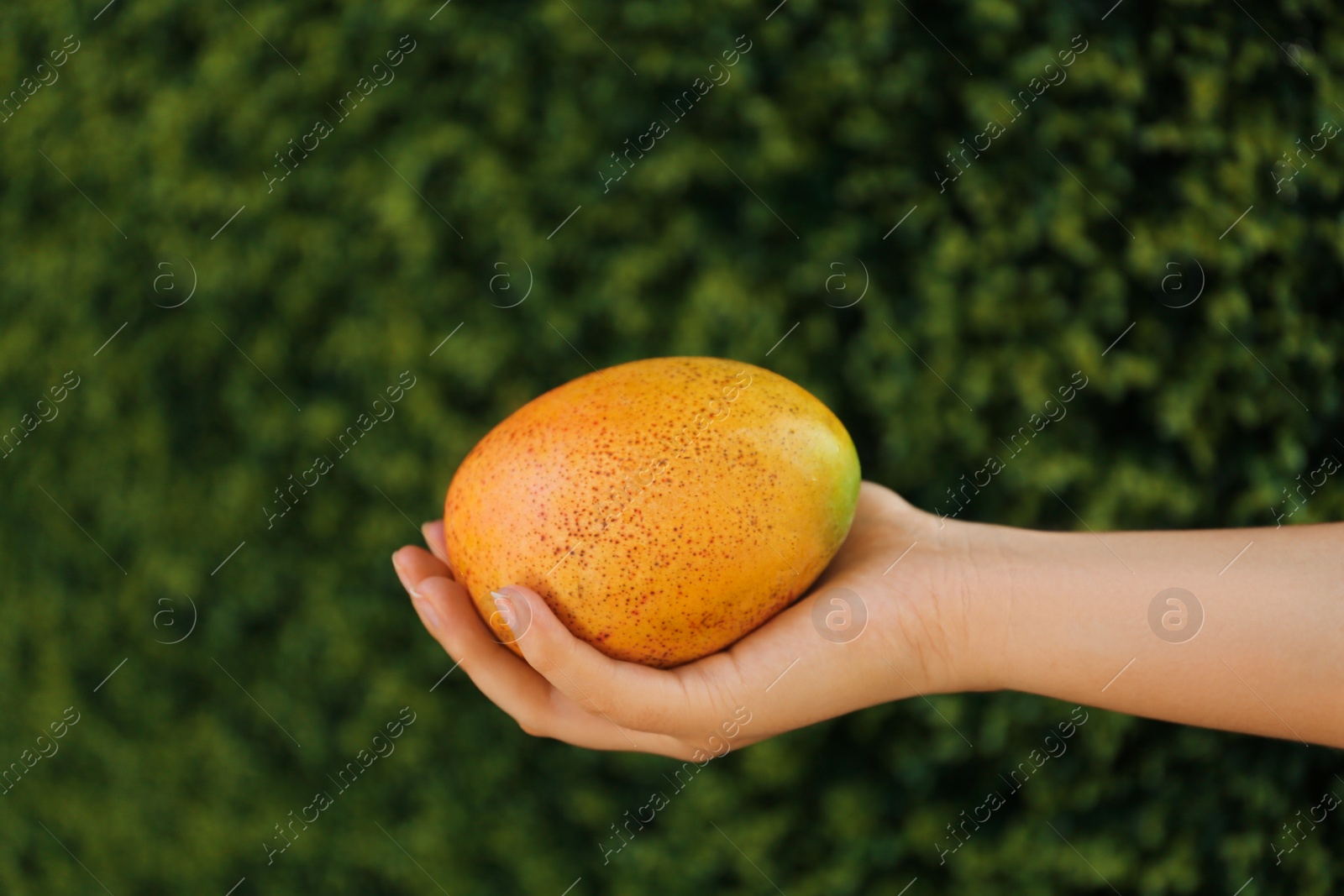 Photo of Woman holding ripe juicy mango outdoors, closeup. Space for text