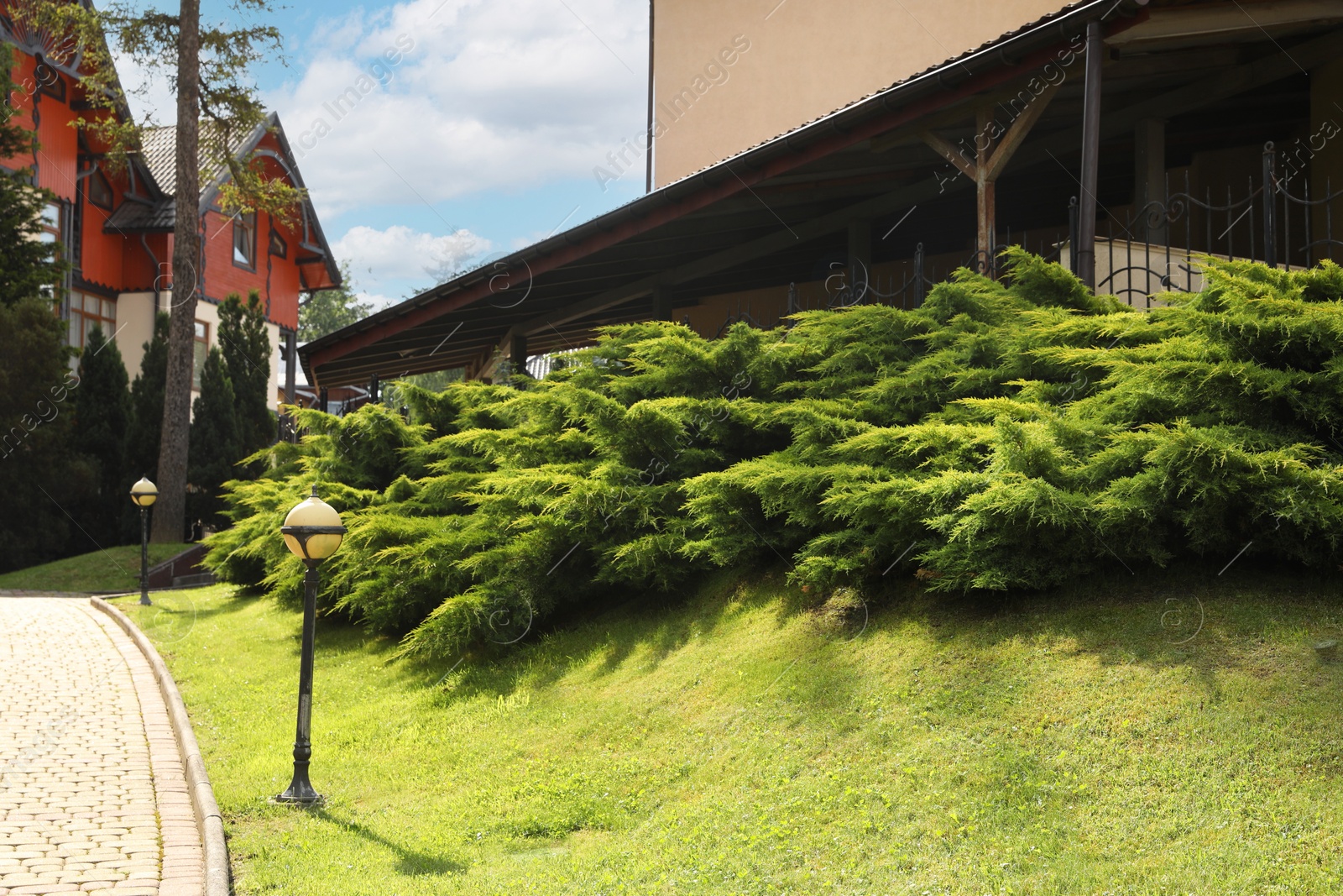 Photo of Shrubs of beautiful juniper growing outdoors. Gardening and landscaping