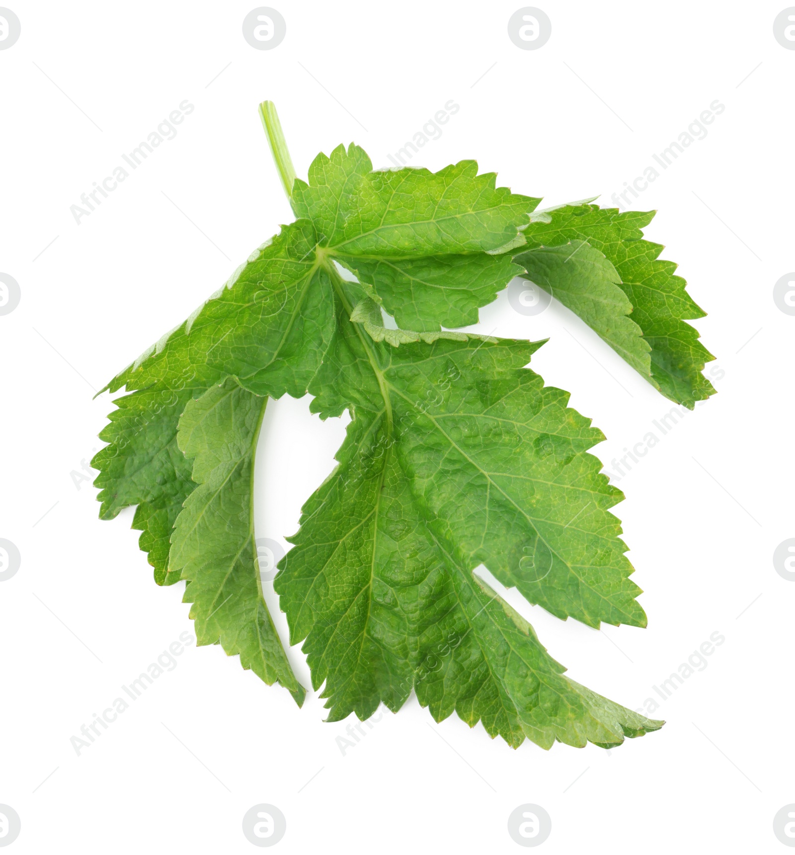 Photo of Tasty fresh green parsnip leaves isolated on white