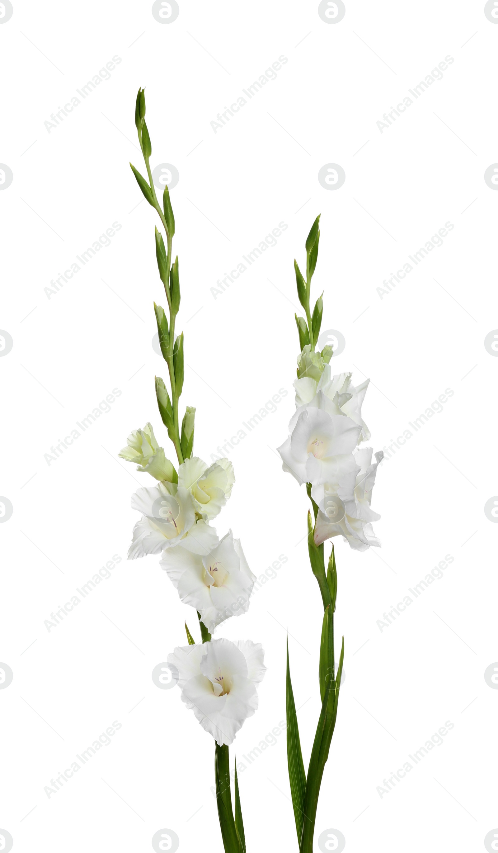 Photo of Beautiful fresh gladiolus flowers on white background