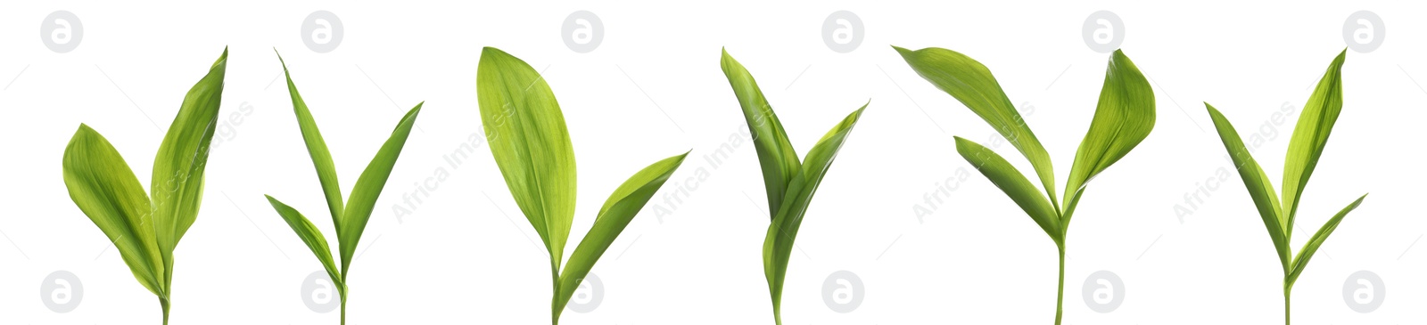 Image of Set with green leaves of lily of the valley on white background