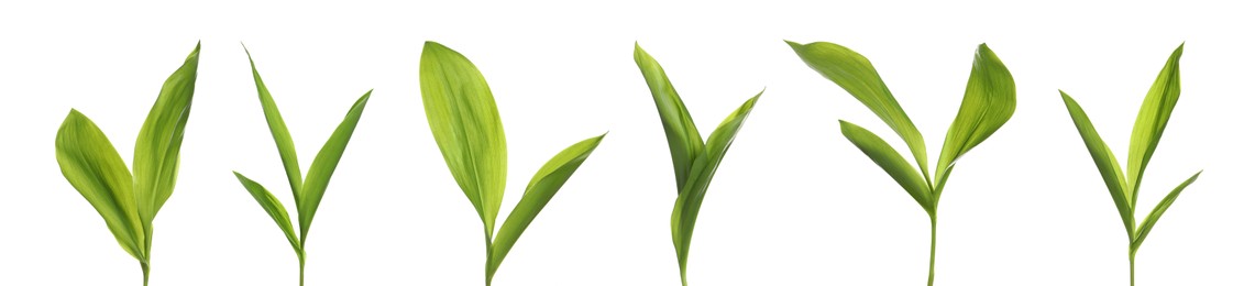 Set with green leaves of lily of the valley on white background