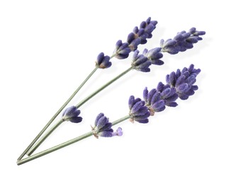 Photo of Beautiful lavender flowers isolated on white. Fresh herb