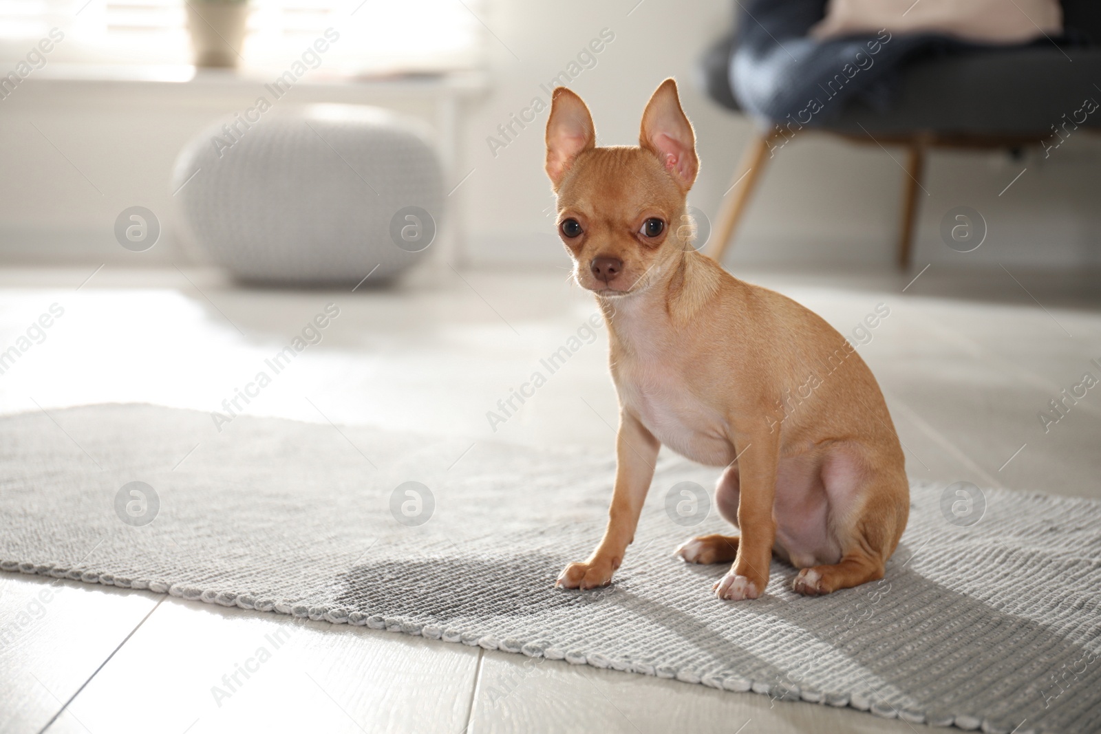 Photo of Cute Chihuahua puppy near wet spot on rug indoors. Space for text