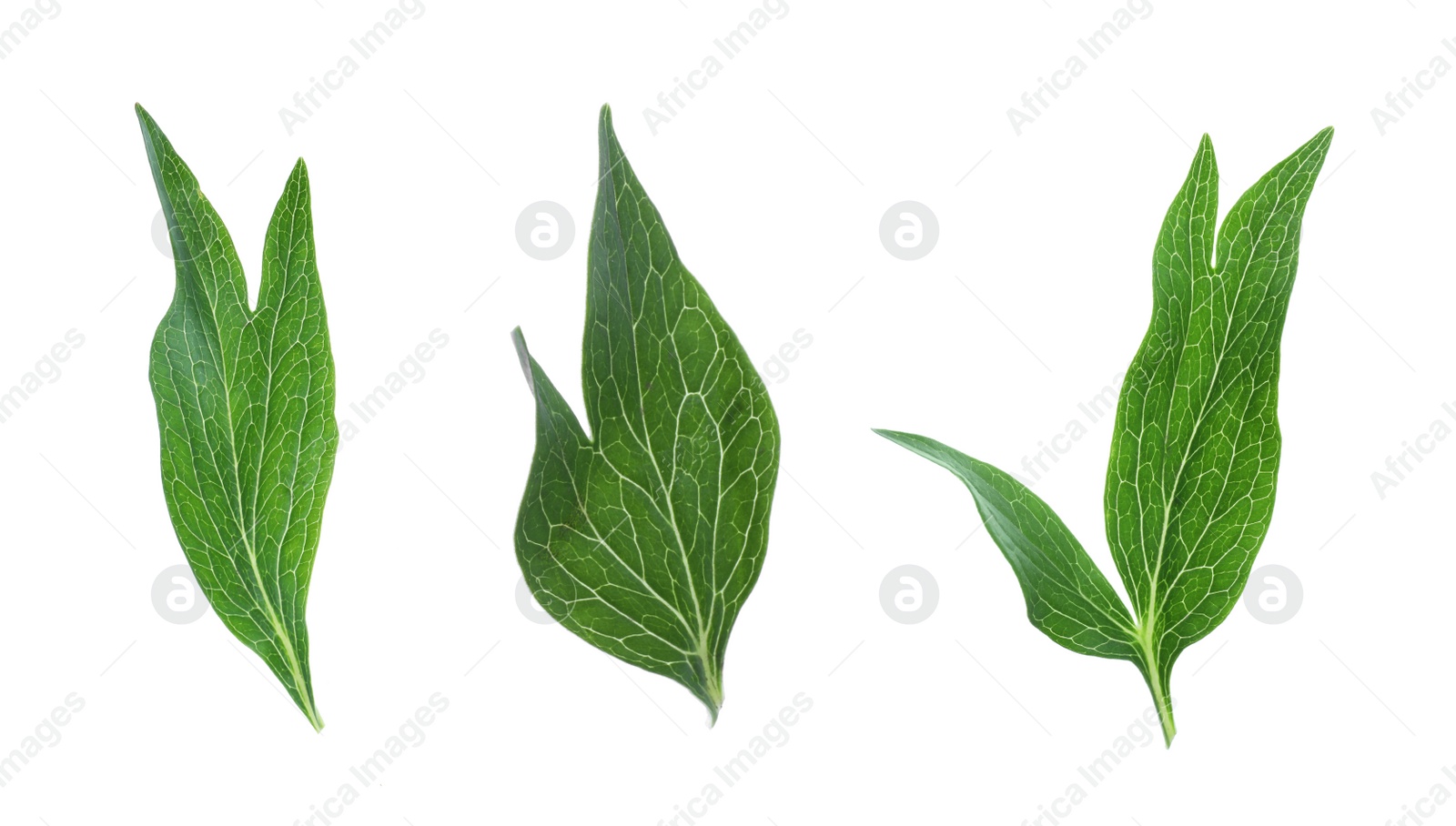 Image of Set of green peony leaves on white background