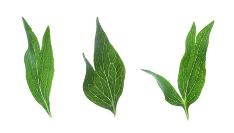 Image of Set of green peony leaves on white background