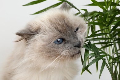 Photo of Adorable cat near green houseplant against light background