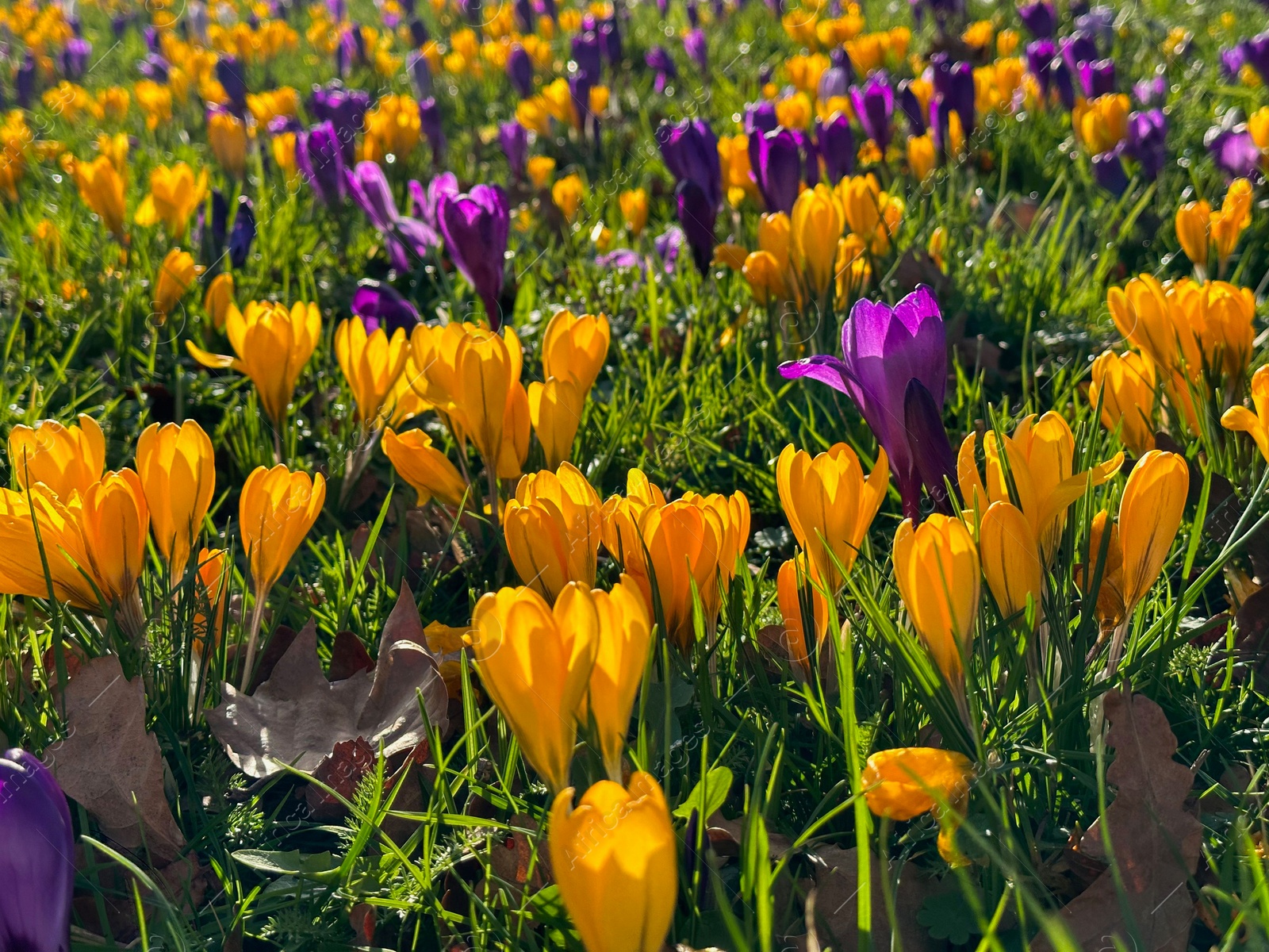 Photo of Beautiful yellow and purple crocus flowers growing in grass near autumn leaves on sunny day