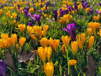 Beautiful yellow and purple crocus flowers growing in grass near autumn leaves on sunny day