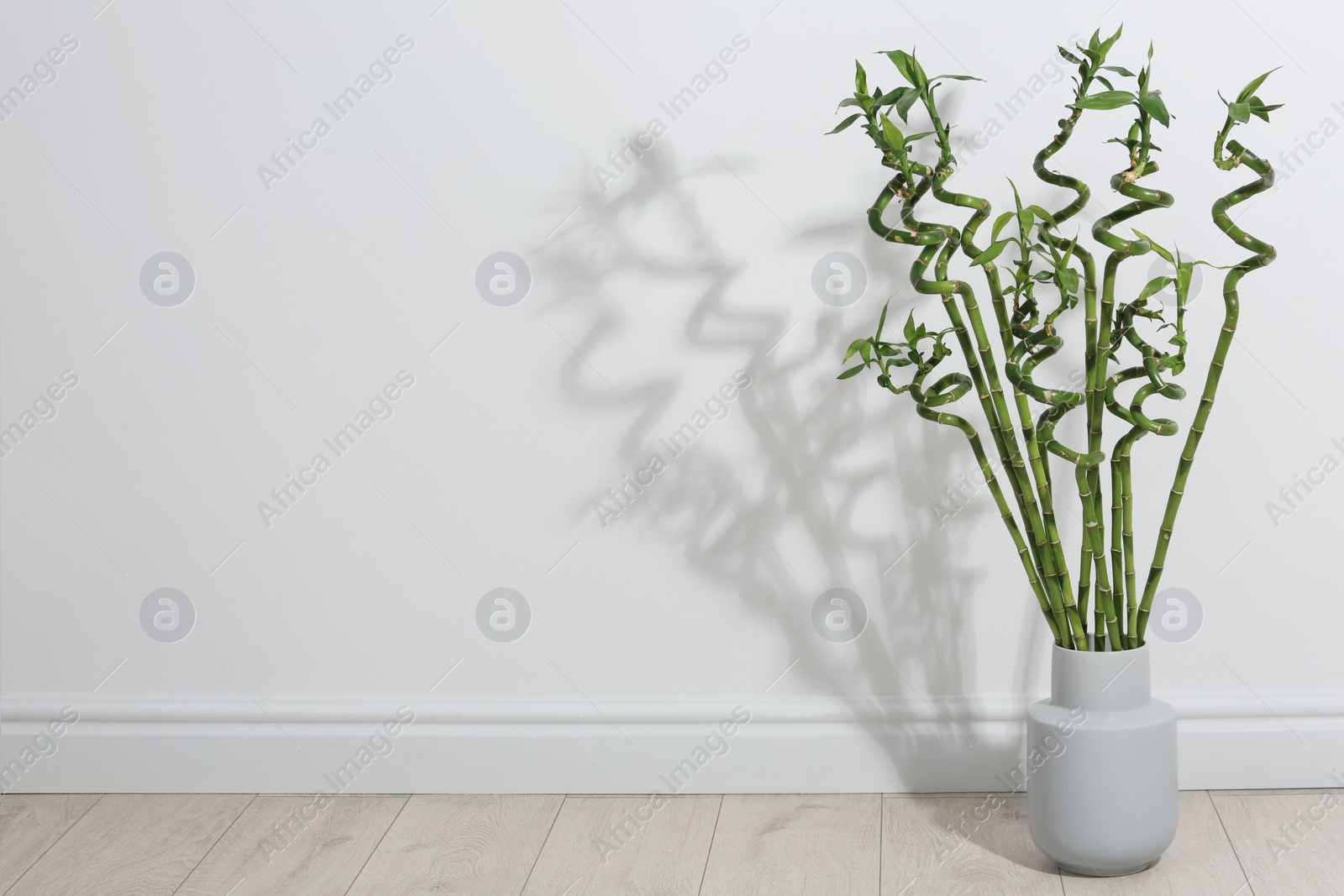 Photo of Vase with green bamboo on floor near light wall. Space for text
