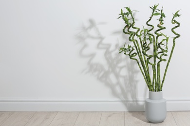 Photo of Vase with green bamboo on floor near light wall. Space for text