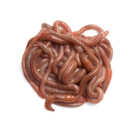Photo of Many earthworms on white background, top view. Terrestrial invertebrates