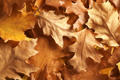 Many autumn leaves as background, top view