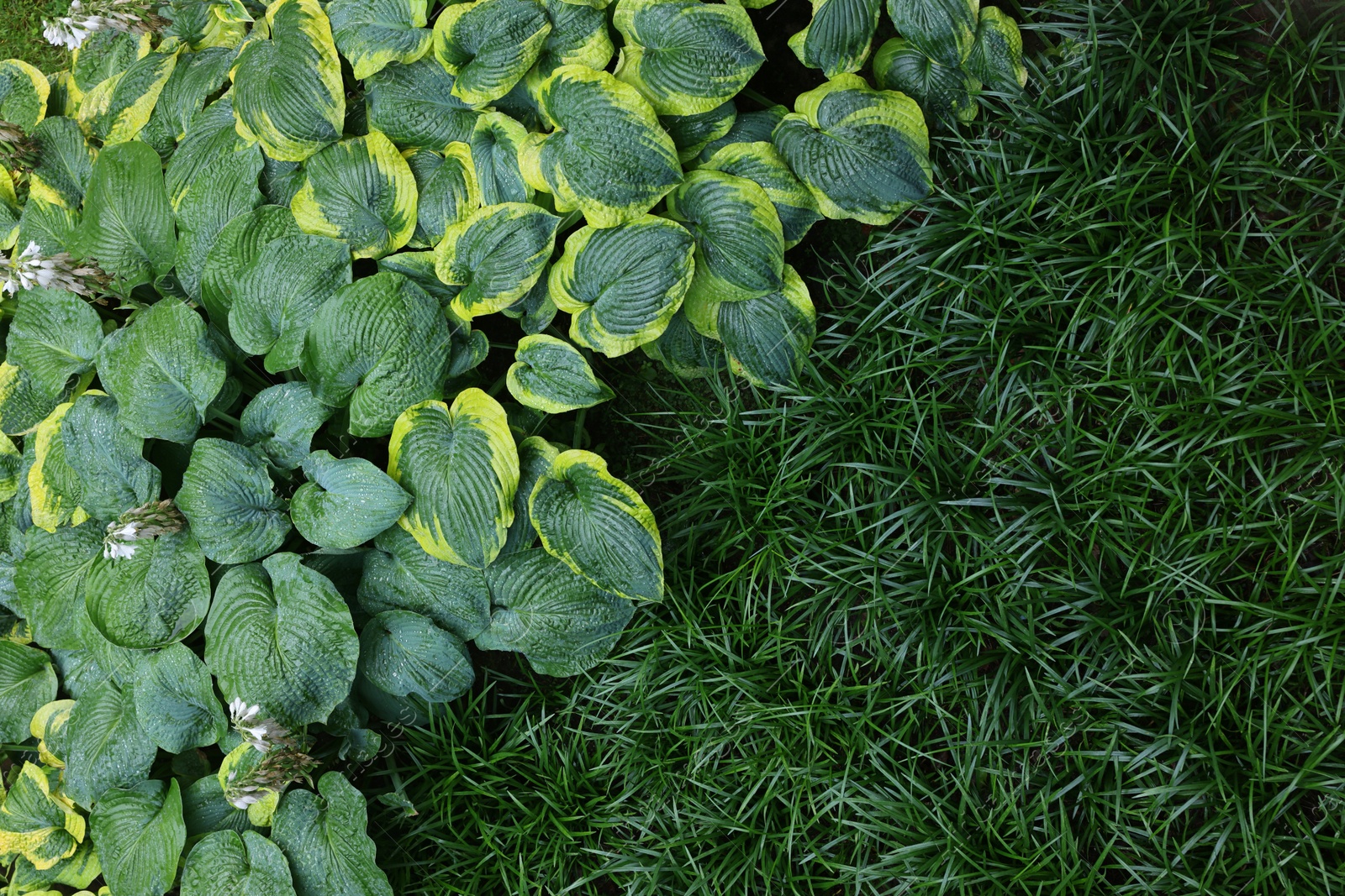 Photo of Beautiful hostas and green grass outdoors, top view