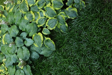 Beautiful hostas and green grass outdoors, top view