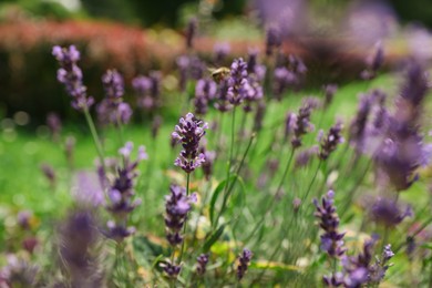 Beautiful lavender flowers growing in garden on summer day