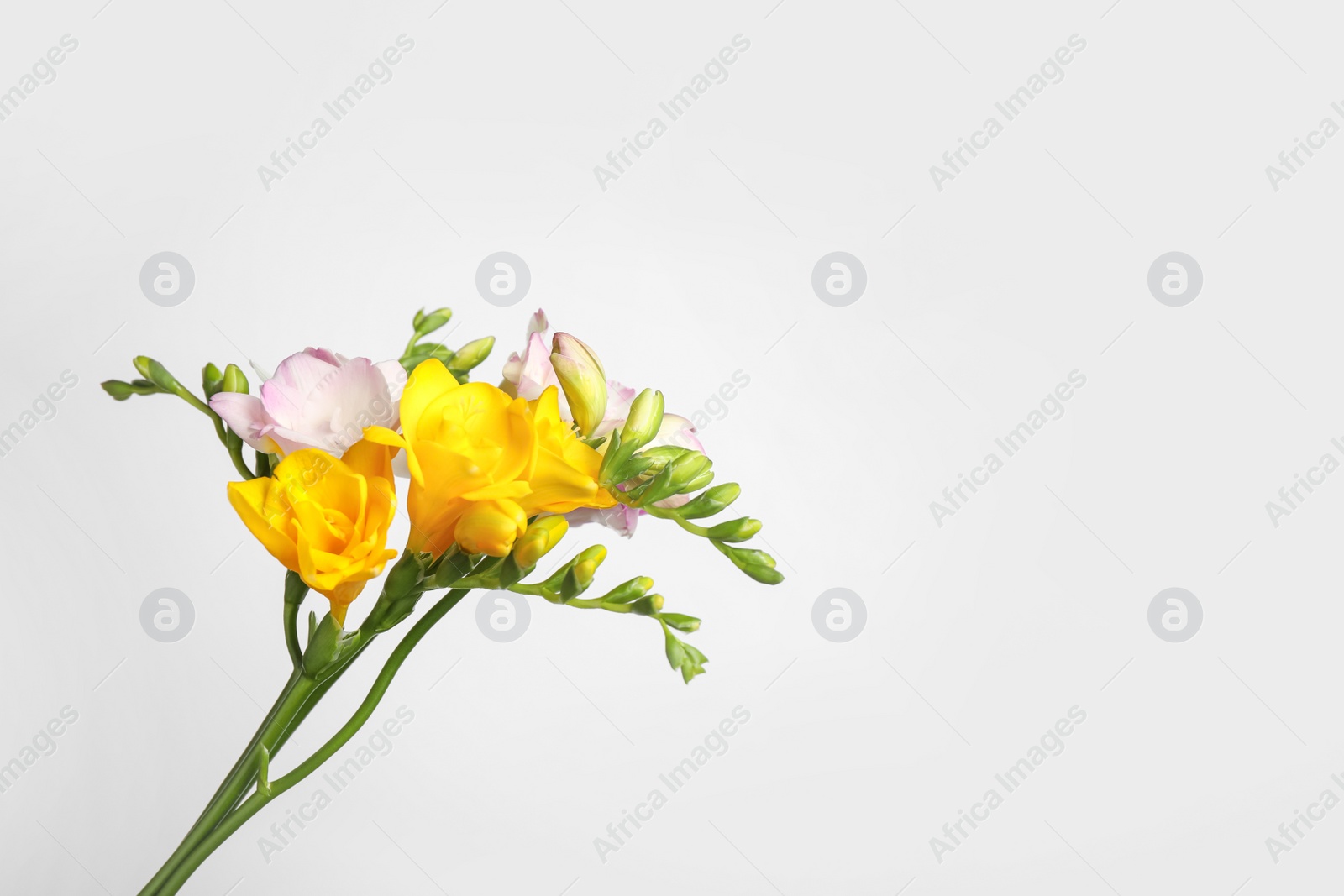 Photo of Beautiful fresh freesia flowers isolated on white