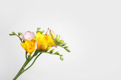 Beautiful fresh freesia flowers isolated on white