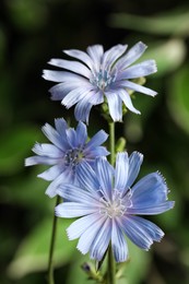 Photo of Beautiful blooming chicory flowers growing outdoors, closeup