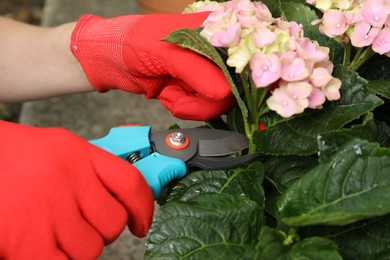 Photo of Woman pruning hortensia plant with shears outdoors, closeup