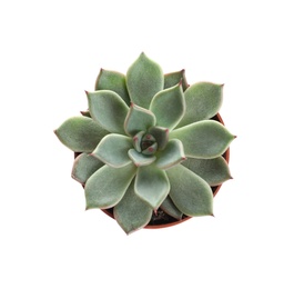 Photo of Succulent plant in flowerpot isolated on white, top view. Home decor