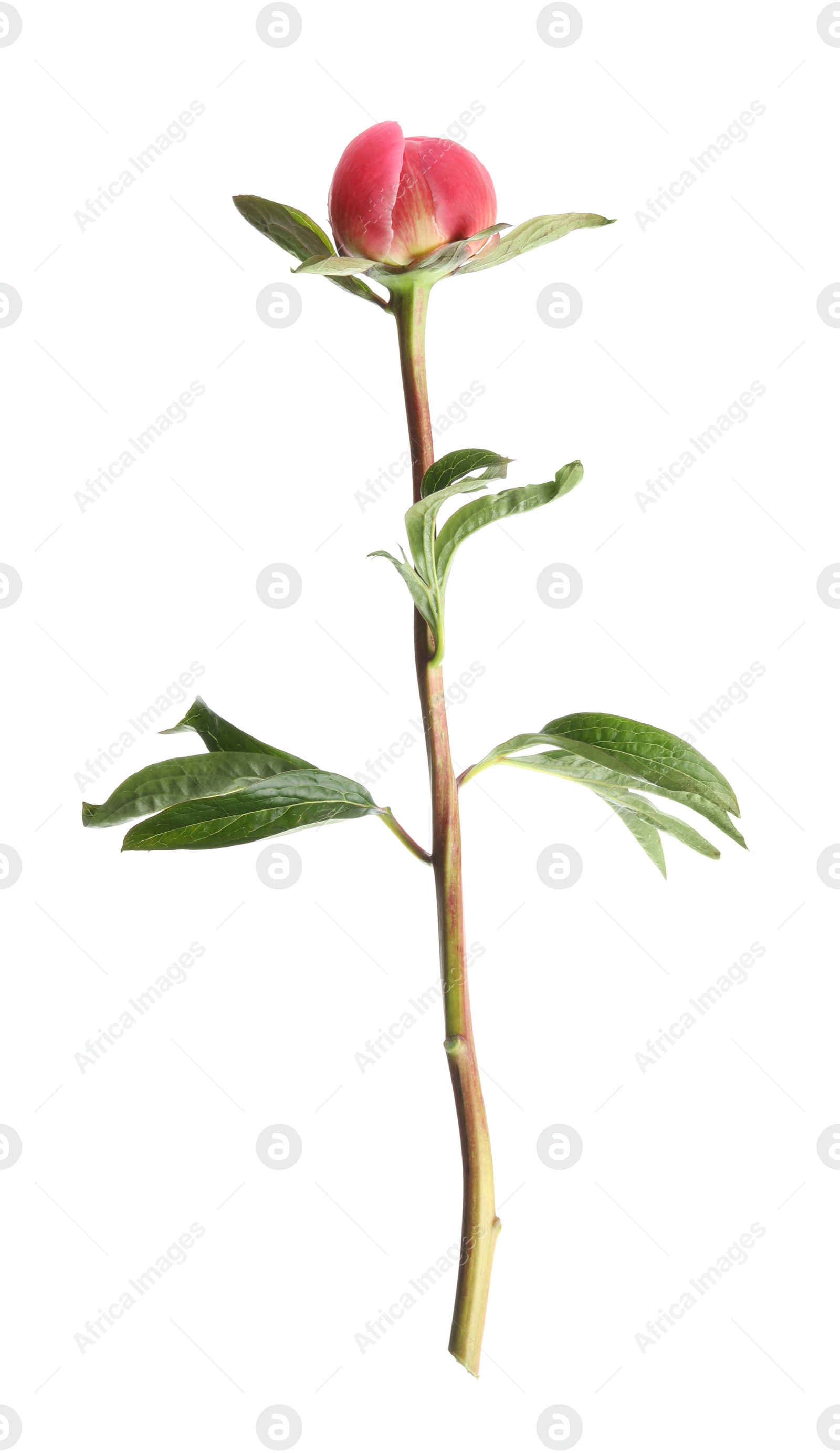 Photo of Beautiful pink peony bud isolated on white