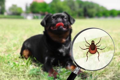 Image of Cute dog outdoors and illustration of magnifying glass with tick, selective focus