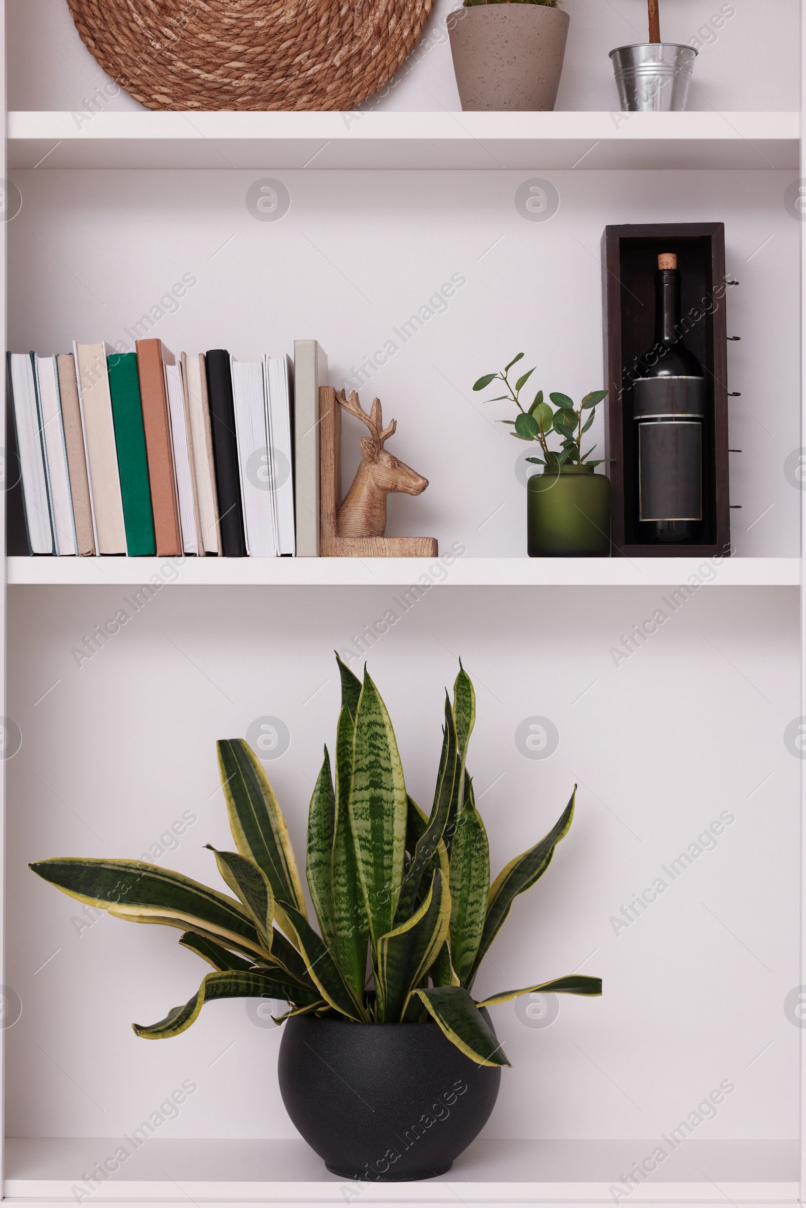 Photo of Shelves with houseplants and different decor indoors. Interior design