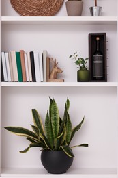 Shelves with houseplants and different decor indoors. Interior design