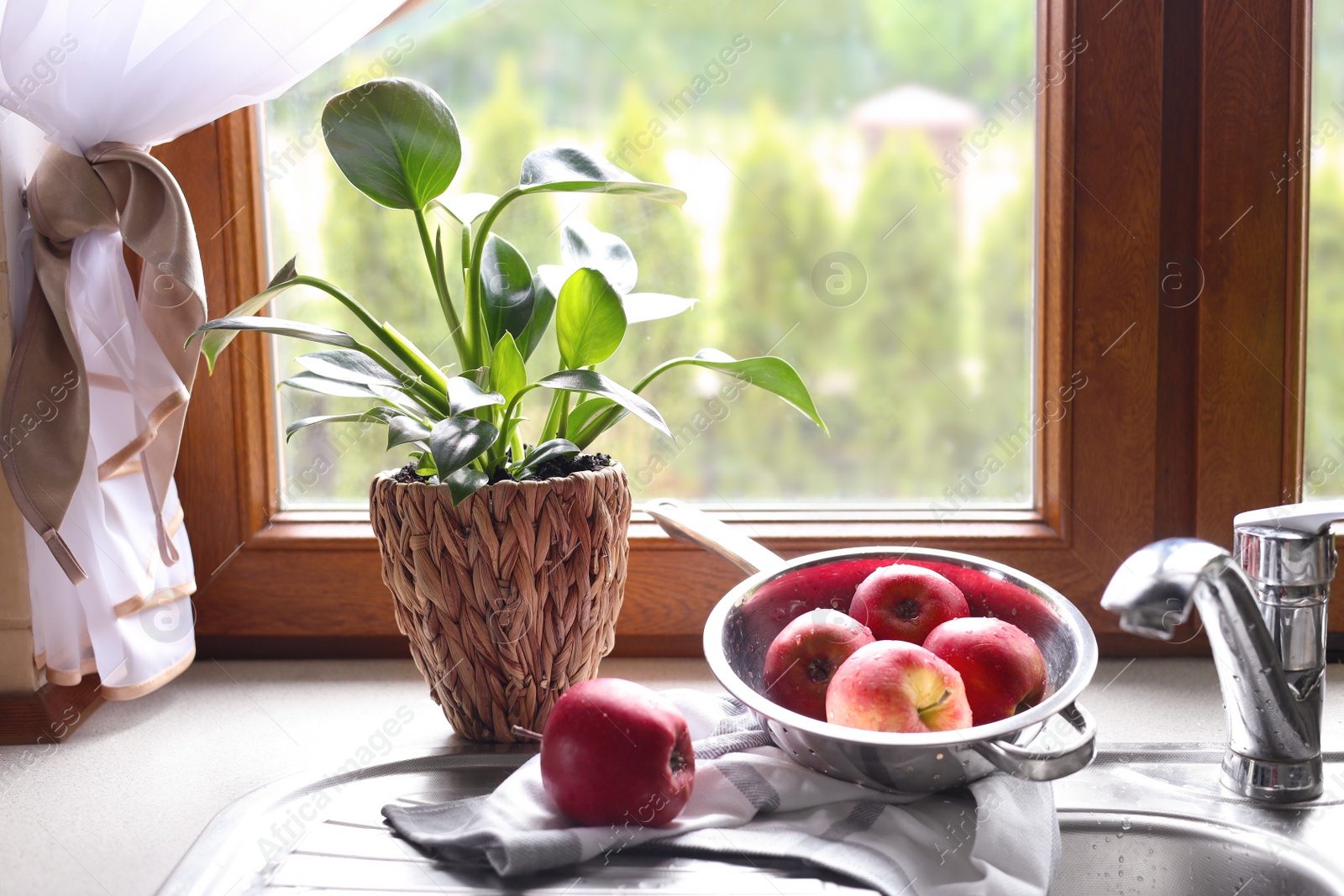 Photo of Beautiful green houseplant and apples near sink in kitchen