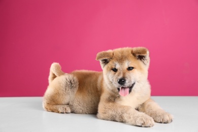 Photo of Adorable Akita Inu puppy on pink background