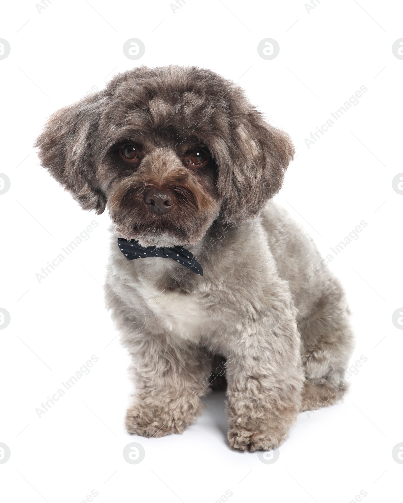 Photo of Cute Maltipoo dog with bow tie on white background. Lovely pet