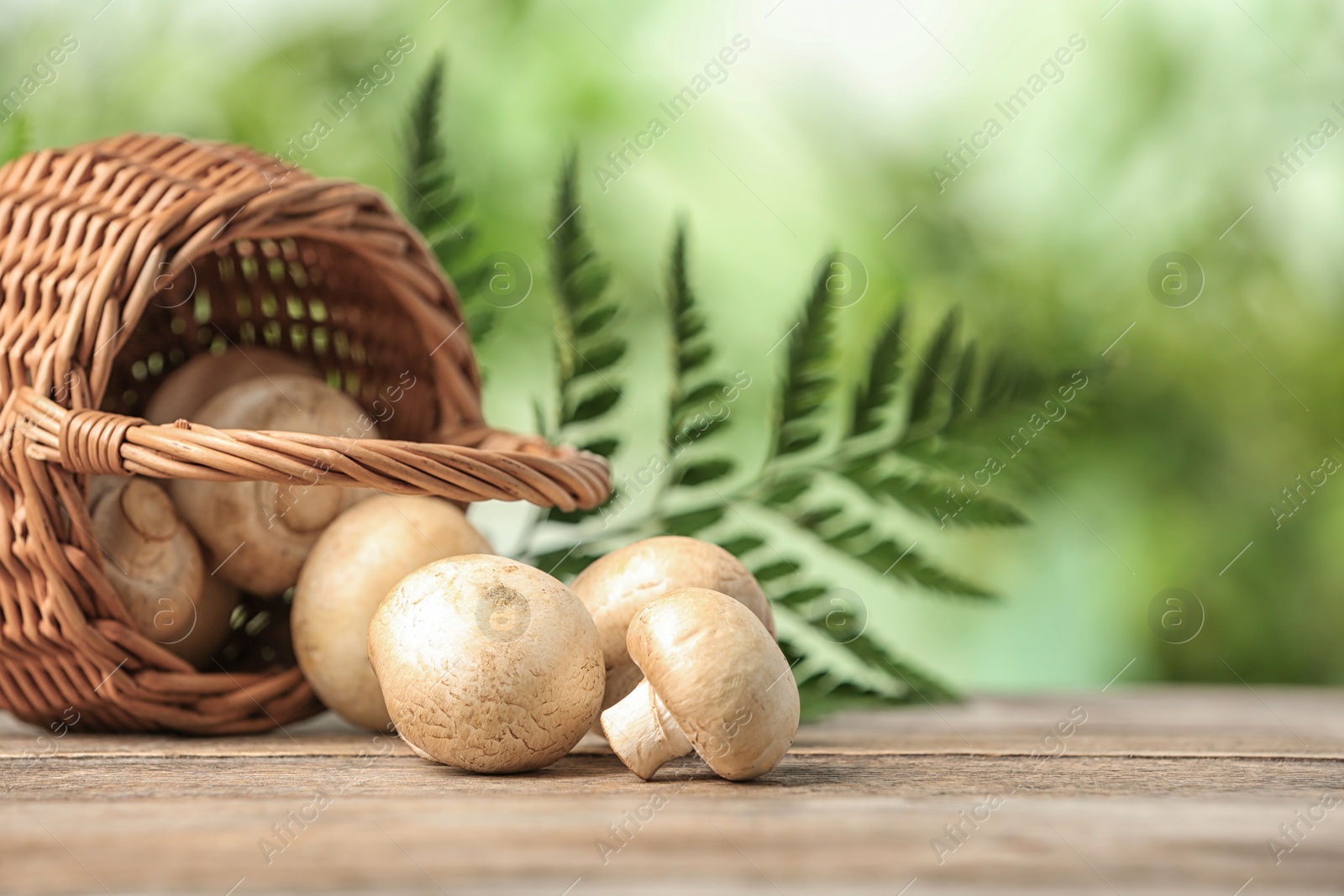 Photo of Wicker basket and fresh champignon mushrooms on wooden table against blurred background, space for text