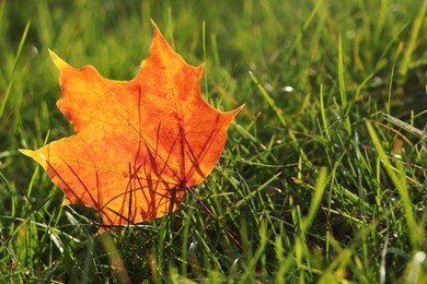 Photo of Beautiful fallen leaf among green grass outdoors on sunny autumn day, closeup. Space for text