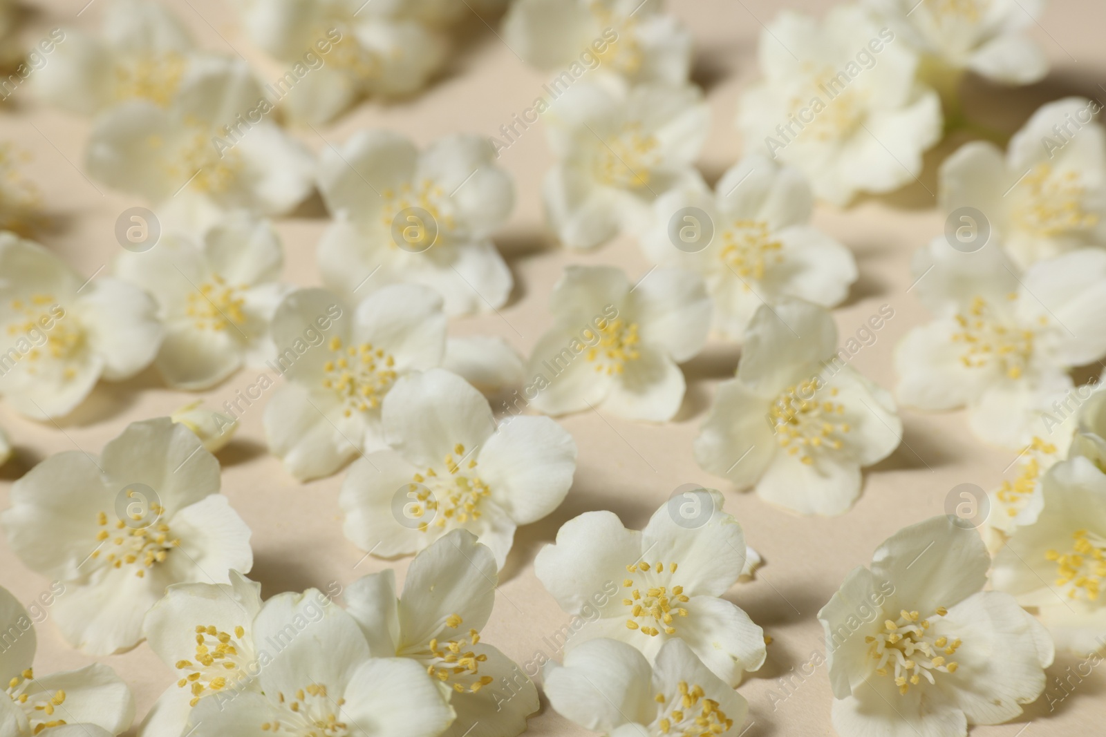 Photo of Many aromatic jasmine flowers on beige background, above view