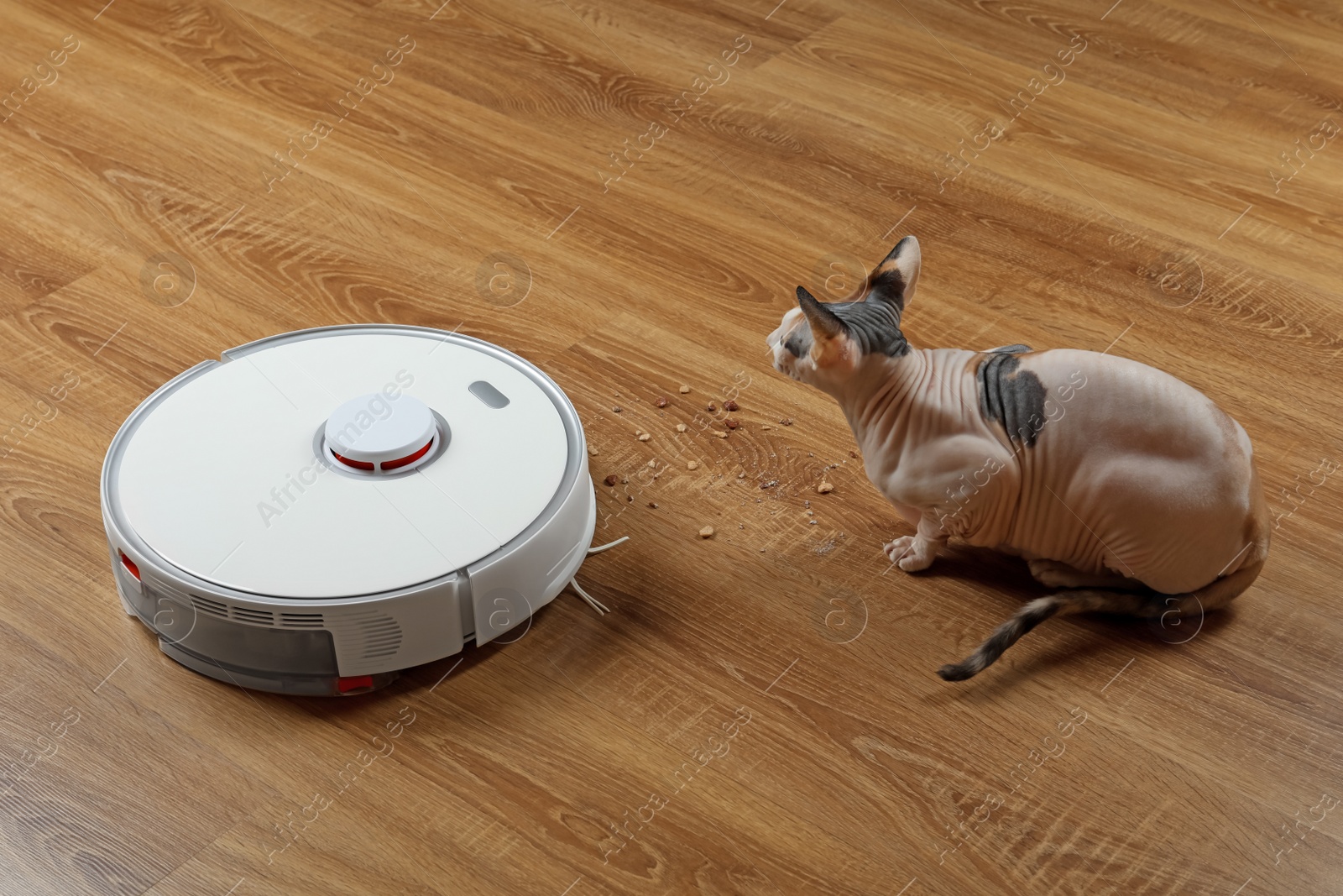 Photo of Robotic vacuum cleaner and cute Sphynx cat on wooden floor