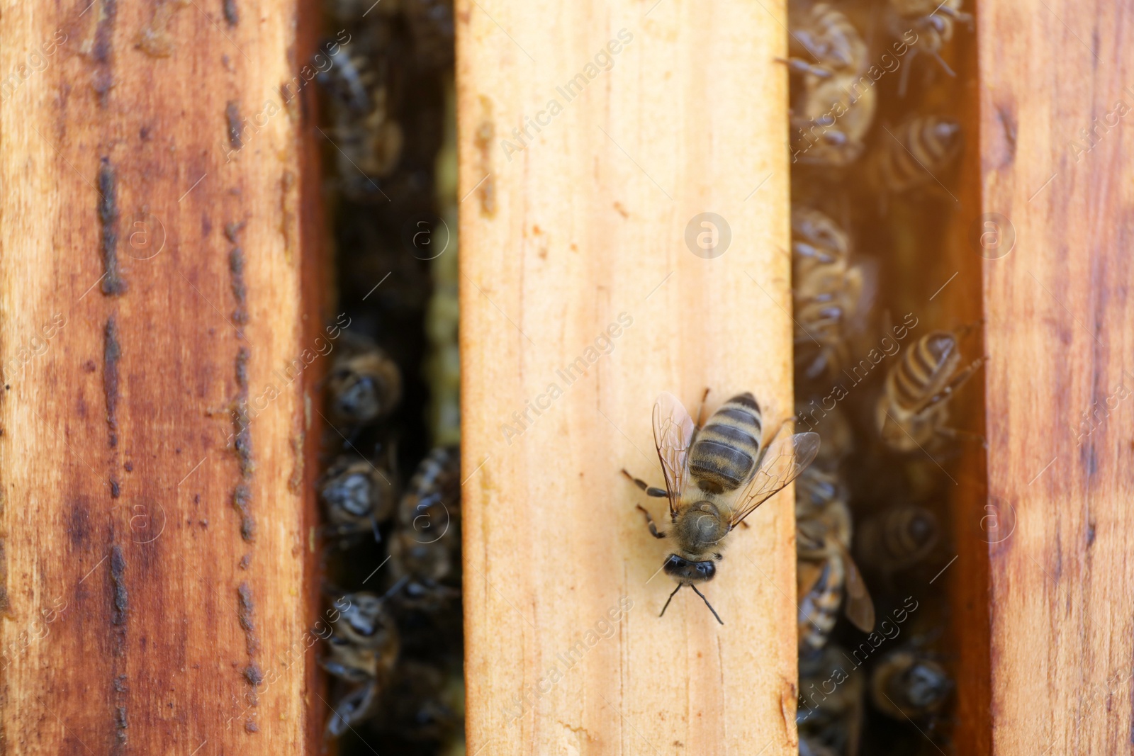 Photo of Closeup of hive frames with bees, top view
