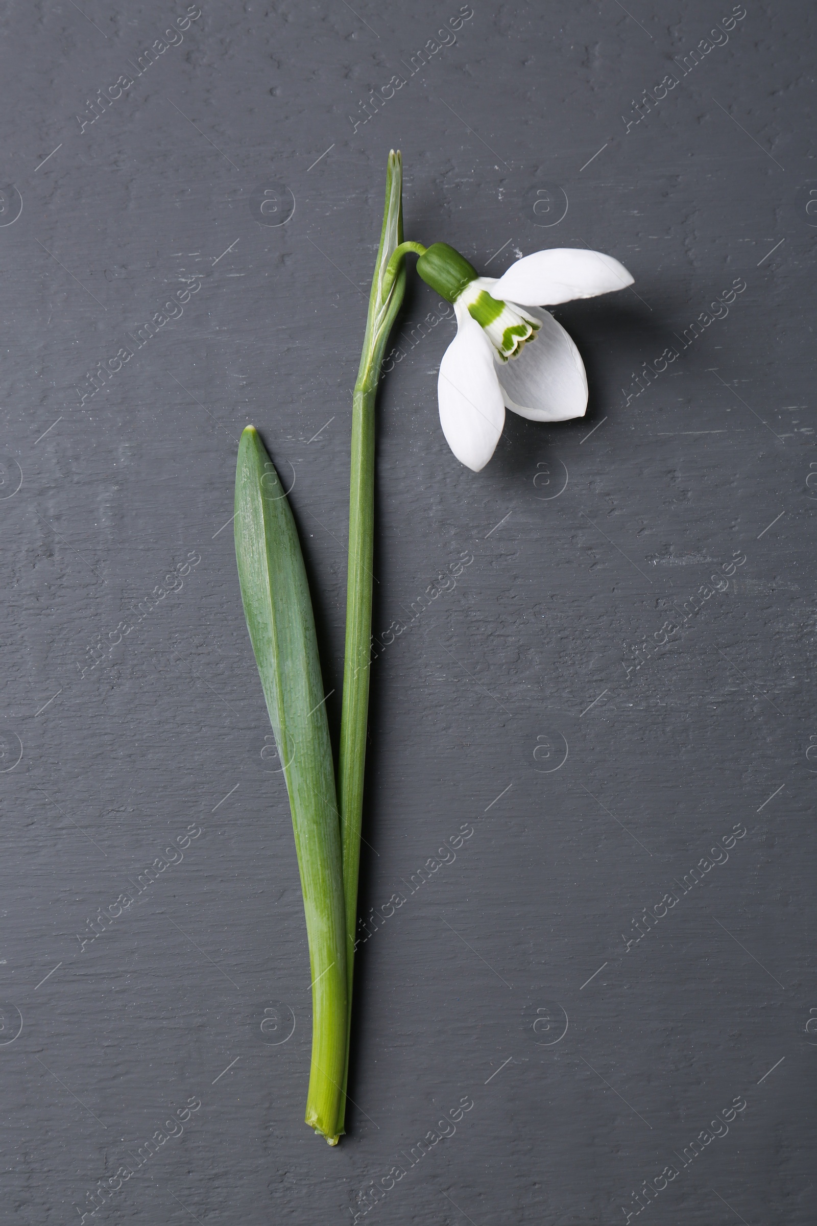 Photo of Beautiful snowdrop flower on grey background, top view