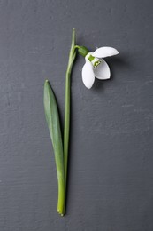 Beautiful snowdrop flower on grey background, top view