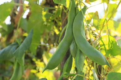 Photo of Fresh green beans growing outdoors on sunny day, closeup