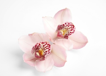 Beautiful orchid flowers on white background. Tropical plant