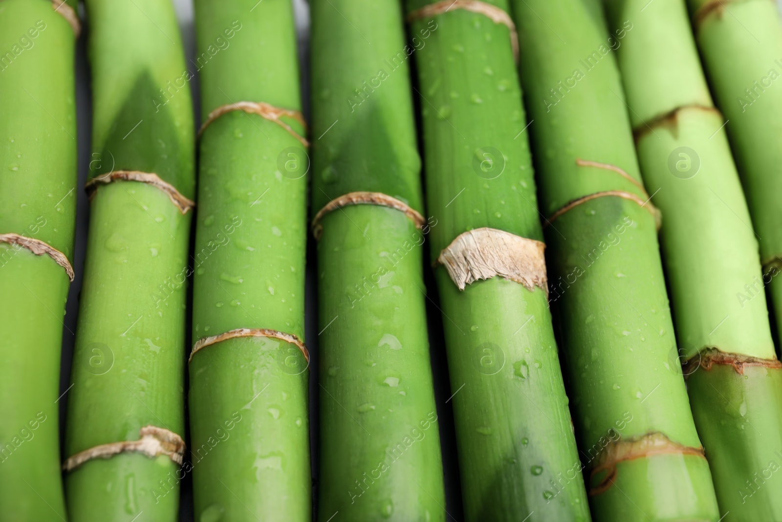 Photo of Pieces of beautiful wet green bamboo stems as background, closeup